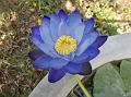 Large Blue Water Lily